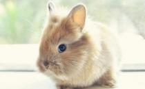 獅子兔的簡介-獅子兔是什么樣的？