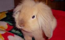 獅子兔的價格-獅子兔多少錢能買到？