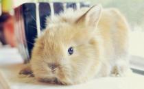 獅子兔兔籠要什么樣的才好？