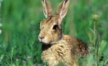 塔里木兔怎么養？塔里木兔的生存環境