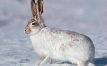 塔里木兔的特征和飼養(yǎng)方法