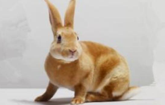 太行山兔怎么養(yǎng)？太行山兔吃什么？