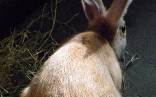 太行山兔產(chǎn)自哪里？太行山兔主要在哪里？