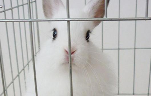 西施兔是怎樣的？西施兔的簡(jiǎn)介