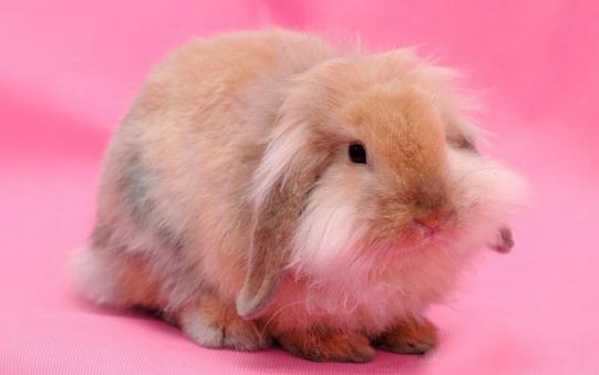 西施兔怎么養?西施兔吃什么?