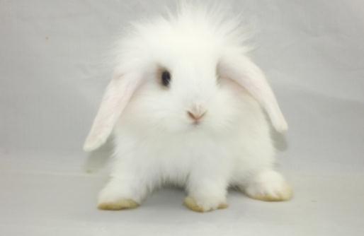 西施兔的產地是哪里?西施兔的兔籠怎么設計?