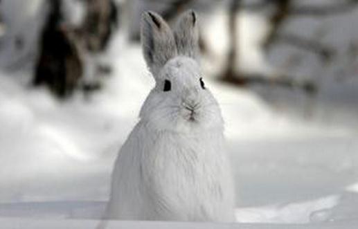 雪兔的生存環境是怎樣的?