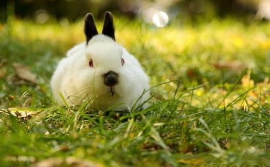 喜馬拉雅兔的價格貴嗎？喜馬拉雅兔多少錢？