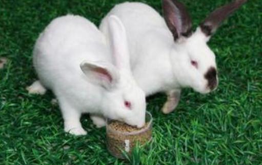 伊拉兔的簡介 伊拉兔是什么?