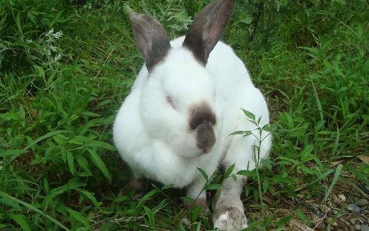 伊拉兔的經濟養殖法 伊拉兔的喂養