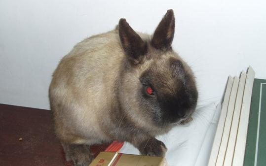 暹羅兔吃什么？暹羅兔吃胡蘿卜嗎？