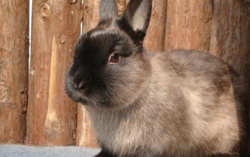 暹羅兔的價格-成年暹羅兔多少錢？