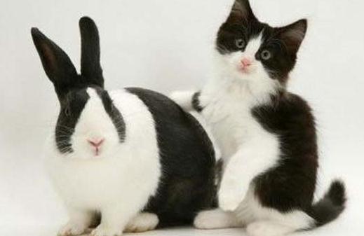 熊貓兔能喝水嗎?熊貓兔兔籠要多大?