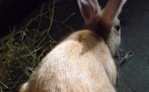 太行山兔產自哪里？太行山兔主要在哪里？