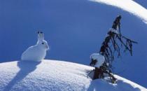 雪兔的形態(tài)特征和生活習(xí)性