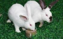 伊拉兔的簡介 伊拉兔是什么？