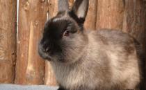 暹羅兔的價格-成年暹羅兔多少錢？