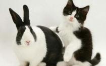 熊貓兔能喝水嗎？熊貓兔兔籠要多大？