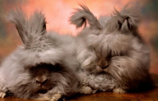 英國安哥拉兔的產地 英國安哥拉兔的來源