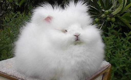 英國安哥拉兔能喝水嗎？安哥拉兔怎么養(yǎng)？