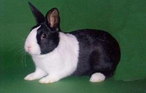 英國斑點兔的簡介 英國斑點兔的價格