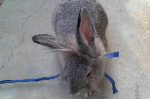 英國斑點兔怎么養?英國斑點兔的產地