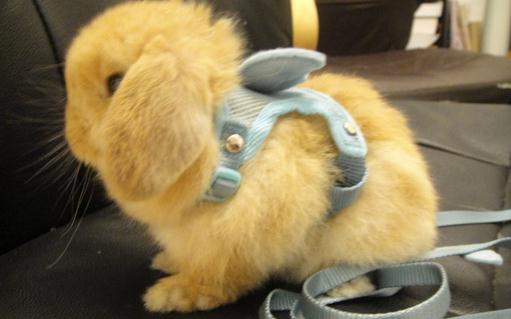 英國垂耳兔的價格如何？