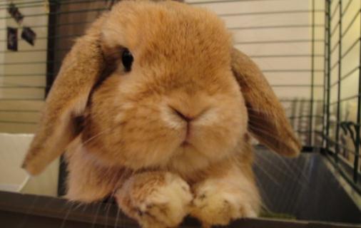 英國(guó)垂耳兔怎么養(yǎng)?英國(guó)垂耳兔吃什么?
