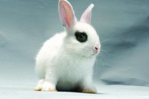 英種小型兔怎么養？給英種小型兔吃什么好？