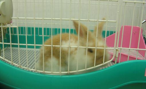 銀狐兔的簡介 銀狐兔是怎樣的?