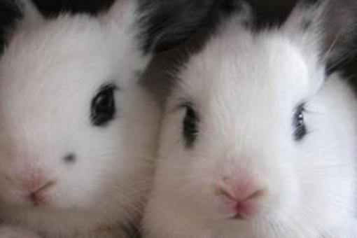 銀狐兔怎么養(yǎng)？銀狐兔的喂養(yǎng)方法