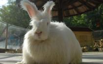 英國安哥拉兔的價格是多少？