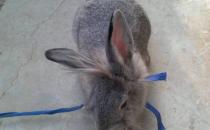 英國斑點兔怎么養？英國斑點兔的產地