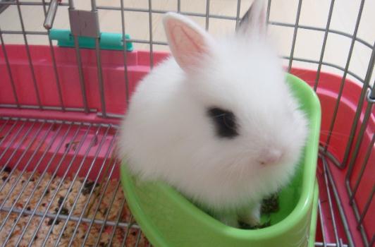 侏儒海棠兔是什么品種的兔兔?
