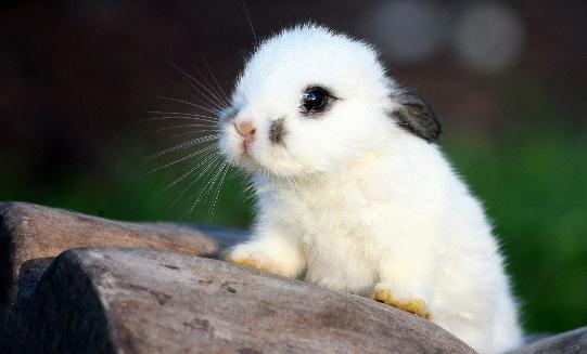 侏儒海棠兔怎么養(yǎng)？侏儒海棠兔吃什么？