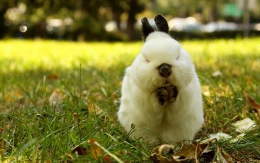 侏儒兔的簡介 侏儒兔的怎樣的?