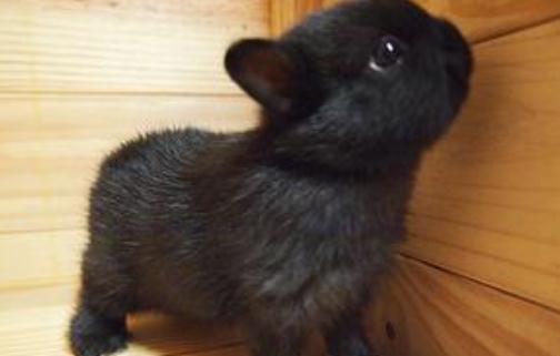 侏儒兔怎么養？侏儒兔的飼養方法