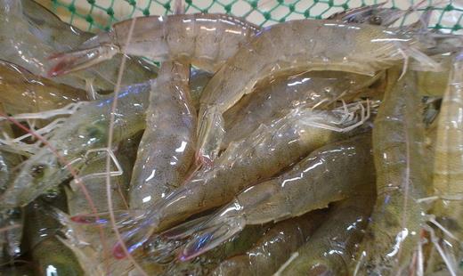 如何選購(gòu)水產(chǎn)品?教你選購(gòu)五類水產(chǎn)品