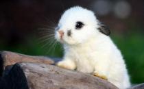 侏儒海棠兔怎么養？侏儒海棠兔吃什么？