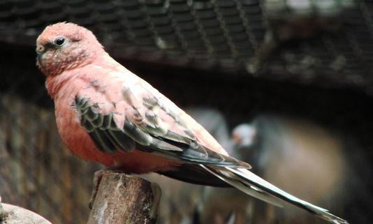 伯克氏鸚鵡的產(chǎn)地 伯克氏鸚鵡的簡介