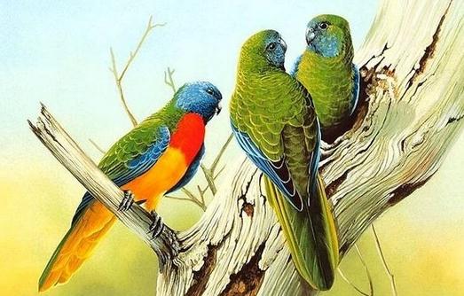 彩繪錐尾鸚鵡的產地 彩繪錐尾鸚鵡的簡介