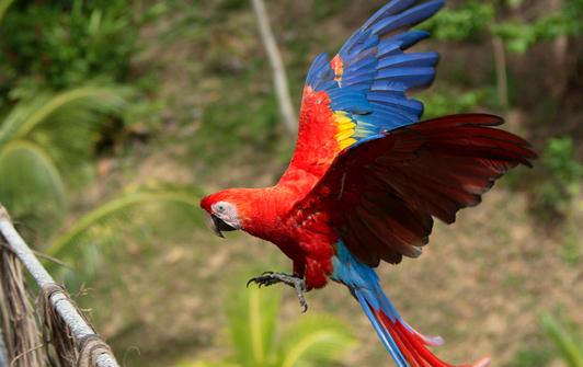 緋紅金剛鸚鵡怎么養?緋紅金剛鸚鵡的特點
