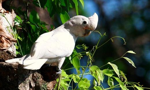 戈芬氏鳳頭鸚鵡的飼養方法 戈芬氏鳳頭鸚鵡的價格