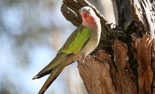 公主鸚鵡產地產自哪里?公主鸚鵡的簡介