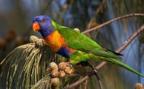 彩虹吸蜜鸚鵡的簡介 彩虹吸蜜鸚鵡的產地