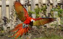 緋紅金剛鸚鵡產(chǎn)自哪里？緋紅金剛鸚鵡的簡介