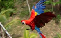 緋紅金剛鸚鵡怎么養(yǎng)？緋紅金剛鸚鵡的特點