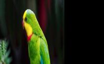 超級鸚鵡如何繁殖？超級鸚鵡的飼養(yǎng)方法