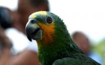 橙翅亞馬遜鸚鵡的飼養方法 橙翅亞馬遜鸚鵡的價格