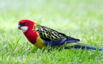 東玫瑰鸚鵡的簡介 東玫瑰鸚鵡的產地